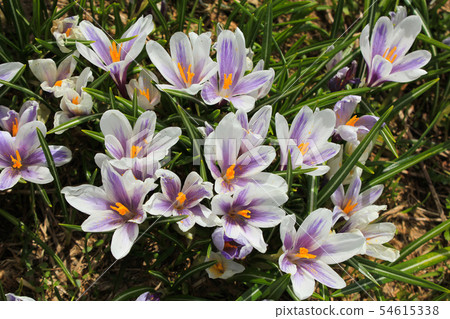 Spring crocus seen in the Swiss Alps. 54615338