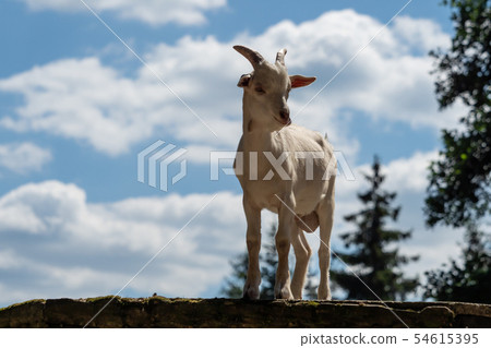 A little white goat outdoors in nature A little white goat outdoors in nature 54615395