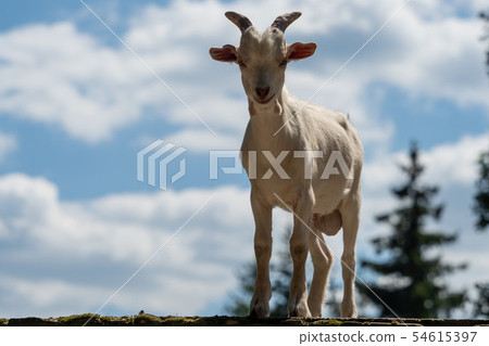 A little white goat outdoors in nature 54615397