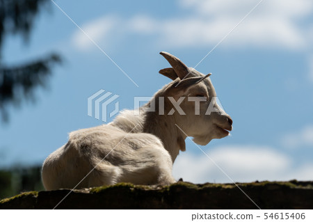 A little white goat outdoors in nature 54615406