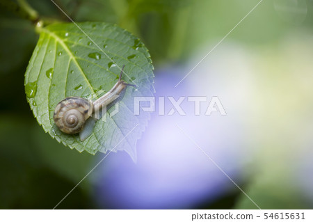 Snail and sea bass hydrangea Snail and sea bass hydrangea 54615631