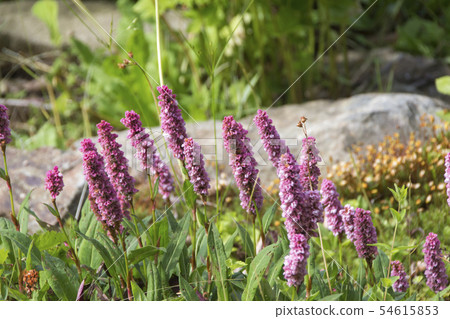 Polygonum Affine / Hakuba Goryu Takayama Botanical Garden / Hakuba-mura, Nagano Prefecture 54615853
