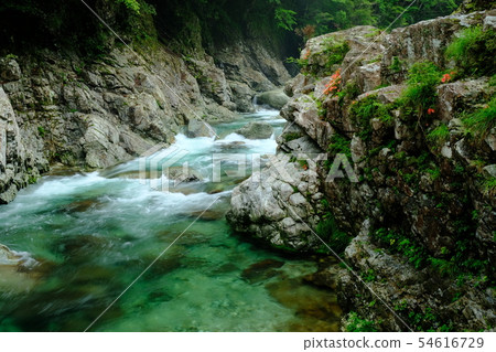 Maeonigawa and Azalea (Shimokitayama Village, Yoshino County, Nara Prefecture) 54616729