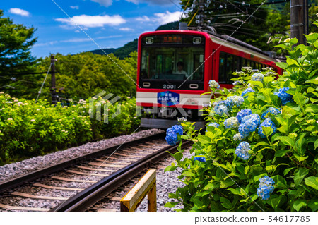 (Kanagawa Prefecture) Hakone Tozan Railway Ajisai Train 54617785