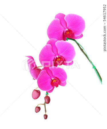 Orchid flowers isolated on white background. 54617952