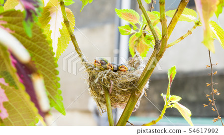 在鳥巢裡的三隻綠繡眼幼鳥 54617992