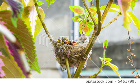 在鳥巢裡的三隻綠繡眼幼鳥 54617993
