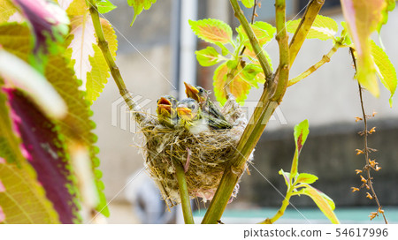 在鳥巢裡的三隻綠繡眼幼鳥 在鳥巢裡的三隻綠繡眼幼鳥 54617996