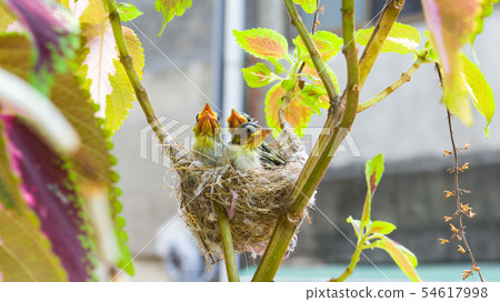 在鳥巢裡的三隻綠繡眼幼鳥 在鳥巢裡的三隻綠繡眼幼鳥 54617998