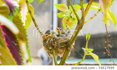Three white-eyed young birds in the nest Three white-eyed young birds in the nest 54617999