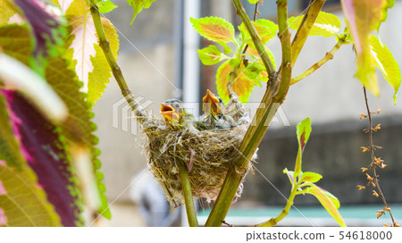 在鳥巢裡的三隻綠繡眼幼鳥 54618000
