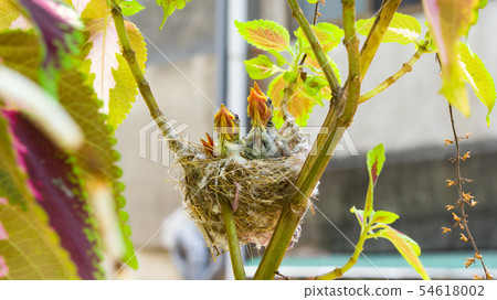 在鳥巢裡的三隻綠繡眼幼鳥 在鳥巢裡的三隻綠繡眼幼鳥 54618002
