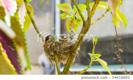在鳥巢裡的三隻綠繡眼幼鳥 在鳥巢裡的三隻綠繡眼幼鳥 54618003
