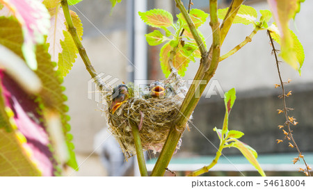 在鳥巢裡的三隻綠繡眼幼鳥 在鳥巢裡的三隻綠繡眼幼鳥 54618004
