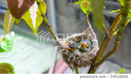 在鳥巢裡的三隻綠繡眼幼鳥 在鳥巢裡的三隻綠繡眼幼鳥 54618008