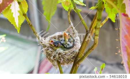 Three white-eyed young birds in the nest Three white-eyed young birds in the nest 54618010