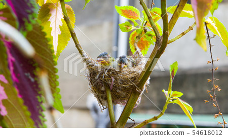 Three white-eyed young birds in the nest 54618012