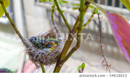 在鳥巢裡的三隻綠繡眼幼鳥 在鳥巢裡的三隻綠繡眼幼鳥 54618013