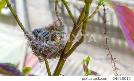 在鳥巢裡的三隻綠繡眼幼鳥 在鳥巢裡的三隻綠繡眼幼鳥 54618015