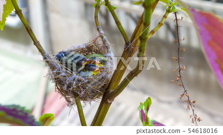 在鳥巢裡的三隻綠繡眼幼鳥 在鳥巢裡的三隻綠繡眼幼鳥 54618016