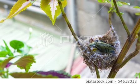 在鳥巢裡的三隻綠繡眼幼鳥 在鳥巢裡的三隻綠繡眼幼鳥 54618018