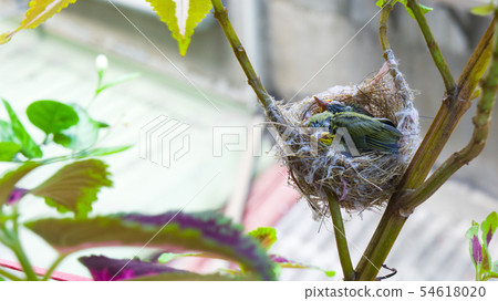 在鳥巢裡的三隻綠繡眼幼鳥 在鳥巢裡的三隻綠繡眼幼鳥 54618020