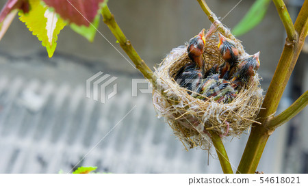 在鳥巢裡的三隻綠繡眼幼鳥 54618021