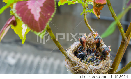 在鳥巢裡的三隻綠繡眼幼鳥 在鳥巢裡的三隻綠繡眼幼鳥 54618024