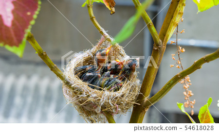 在鳥巢裡的三隻綠繡眼幼鳥 54618028