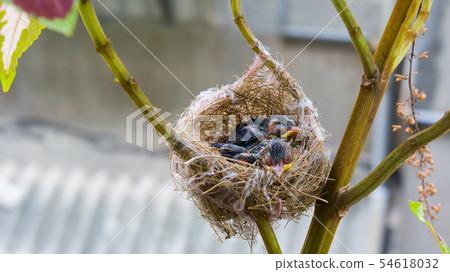 在鳥巢裡的三隻綠繡眼幼鳥 54618032
