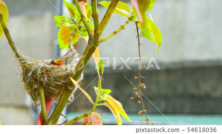 在鳥巢裡的綠繡眼幼鳥 在鳥巢裡的綠繡眼幼鳥 54618036