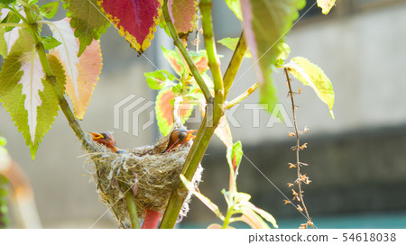 在鳥巢裡的二隻綠繡眼幼鳥 在鳥巢裡的二隻綠繡眼幼鳥 54618038