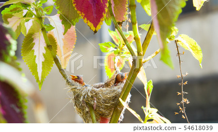 在鳥巢裡的二隻綠繡眼幼鳥 在鳥巢裡的二隻綠繡眼幼鳥 54618039