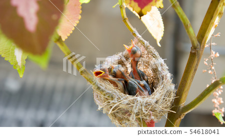在鳥巢裡的三隻綠繡眼幼鳥 54618041