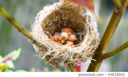 在鳥巢裡的三隻綠繡眼幼鳥 在鳥巢裡的三隻綠繡眼幼鳥 54618042