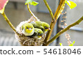 Three white-eyed young birds in the nest 54618046