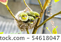 Three white-eyed young birds in the nest 54618047