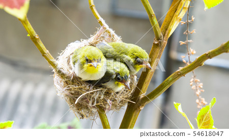在鳥巢裡的三隻綠繡眼幼鳥 54618047