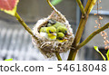 Three white-eyed young birds in the nest 54618048