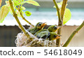 Three white-eyed young birds in the nest 54618049