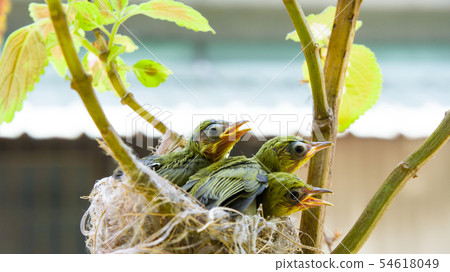 在鳥巢裡的三隻綠繡眼幼鳥 54618049