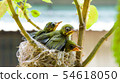 Three white-eyed young birds in the nest 54618050