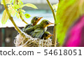 Three white-eyed young birds in the nest 54618051