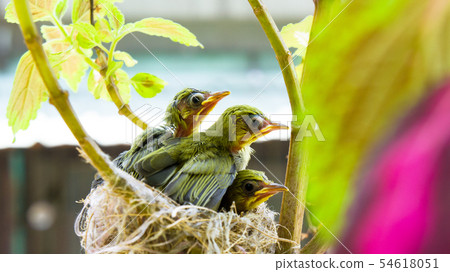 在鳥巢裡的三隻綠繡眼幼鳥 54618051