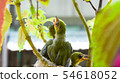 Three white-eyed young birds in the nest 54618052