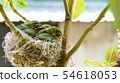 Three white-eyed young birds in the nest 54618053