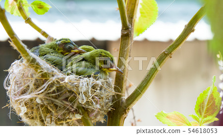 在鳥巢裡的三隻綠繡眼幼鳥 54618053