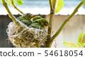 Three white-eyed young birds in the nest 54618054