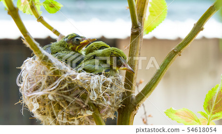 Three white-eyed young birds in the nest 54618054