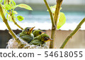 Three white-eyed young birds in the nest 54618055